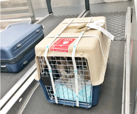 渝中宠物托运 宠物托运公司 机场宠物托运 宠物空运